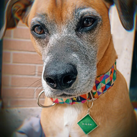 Medaglietta linea "elegant" rombo grande green